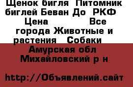 Щенок бигля. Питомник биглей Беван-До (РКФ) › Цена ­ 20 000 - Все города Животные и растения » Собаки   . Амурская обл.,Михайловский р-н